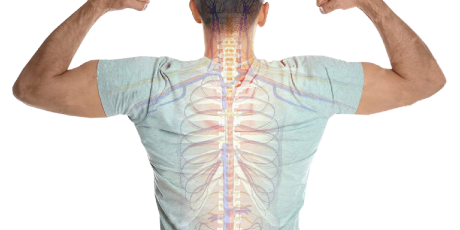 Sistema-Nervioso-Somatico